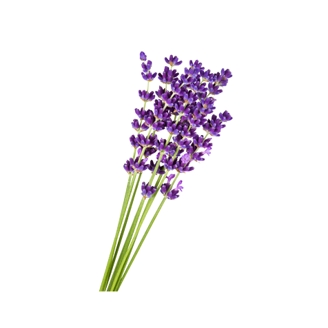 lavender flower drawing transparent botanical clipart paintingvalley