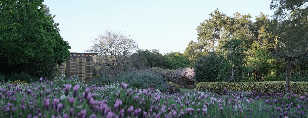 Springfields Clary Sage essential oil bottles and boxes on a shelf